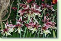 Zum vergrößern klicken Amaryllis Hippeastrum papilio