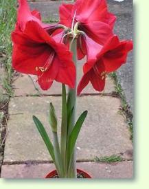 Amaryllis