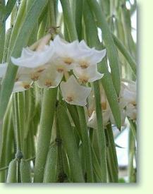 Hoya linearis