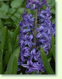 Hyacinthus orientalis