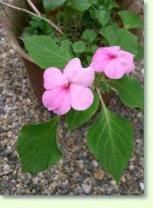 Impatiens walleriana