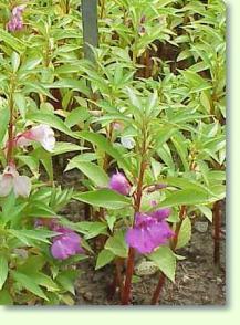 Springkraut Impatiens balsamina