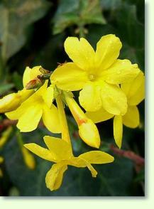 Jasminum nudiflorum