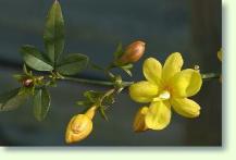 Jasmin Jasminum mesnyi