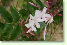 Jasmin Jasminum polyanthum