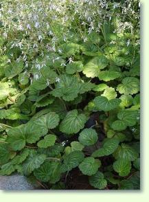 Steinbrech Saxifraga stolonifera