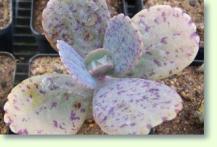 Kalanchoe marmorata