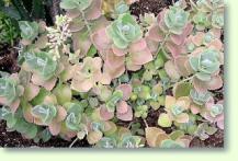 Kalanchoe millotii