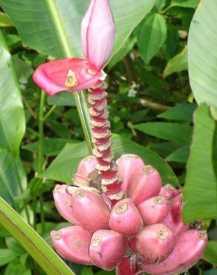 Musa velutina