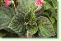 Zum vergrößern klicken Kohleria hybrida