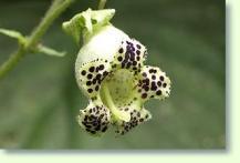 Zum vergrößern klicken Kohleria tigridia