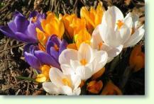 Zum vergrößern klicken Krokus