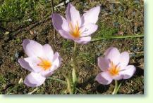 Zum vergrößern klicken Crocus longiflorus