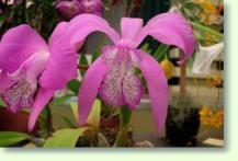 Laelia