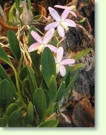 Laelia lucasiana