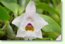 Laelia alaorii