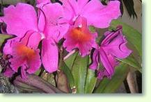 Laeliocattleya