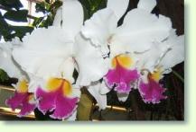 Laeliocattleya