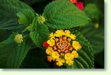 Wandelröschen Lantana camara