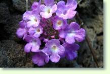 Wandelröschen Lantana montevidensis