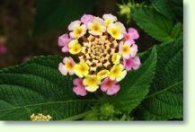 Wandelröschen Lantana camara