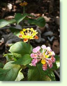 Wandelröschen Royale lantana orange rose