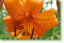 Zum vergrößern klicken Lilie Lilium maculatum