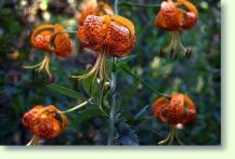 Zum vergrößern klicken Lilien Lilium pardalinum