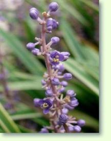 Liriope muscari