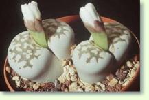 lebende Steine Lithops