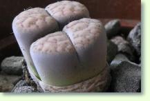 Lithops schwantesii