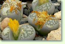 Lithops herrei