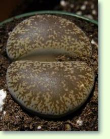 Lithops