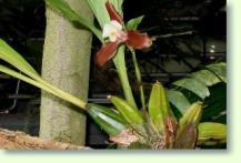 Lycaste X ytriophora