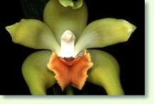 Lycaste longipetala