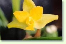 Lycaste cruenta