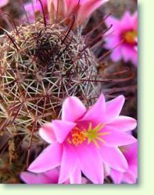 Mammillaria fraileana