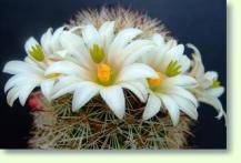 Mammillaria hutchisoniana