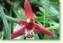 Maxillaria tenuifolia