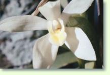 Maxillaria camaridii