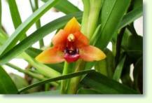 Maxillaria sp.