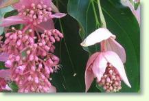 Zum vergrößern klicken Medinilla magnifica