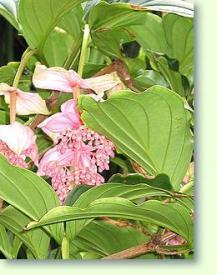 Medinilla magnifica