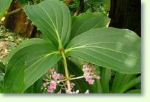 Zum vergrößern klicken Medinilla