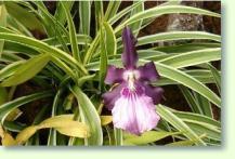 Miltonia moreliana