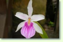 Miltonia spectabilis