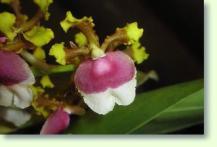 Miltonia warscewiczii