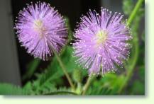 Mimose Mimosa pudica