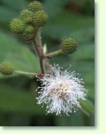 Mimose Mimosa spegazzini