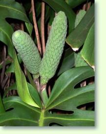 Fensterblatt Monstera